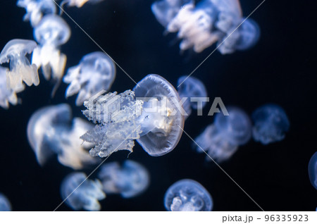 くらげプカプカ　　 96335923