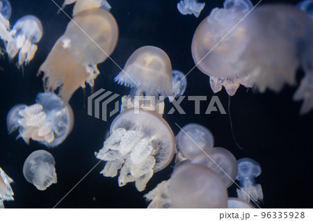 くらげプカプカ くらげプカプカ 96335928