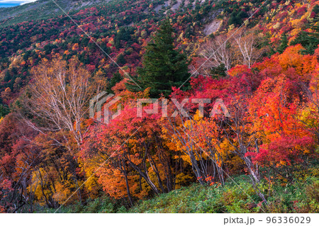 《福島県》天狗の庭・磐梯吾妻スカイライン《紅葉最盛期》 《福島県》天狗の庭・磐梯吾妻スカイライン《紅葉最盛期》 96336029