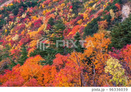 《福島県》天狗の庭・磐梯吾妻スカイライン《紅葉最盛期》 96336039