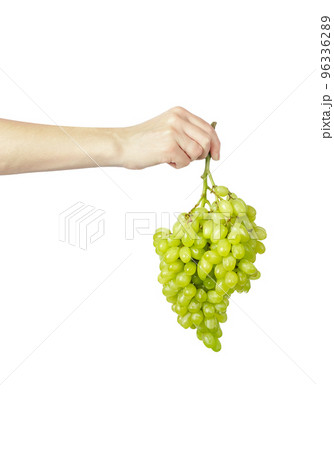 A bunch of grapes in a hand isolated on a white background. The hand holds a bunch of grapes. 96336289