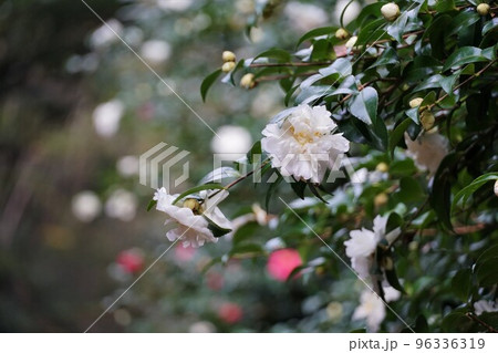 純白の山茶花の花の咲く風景（鹿島神宮） 96336319