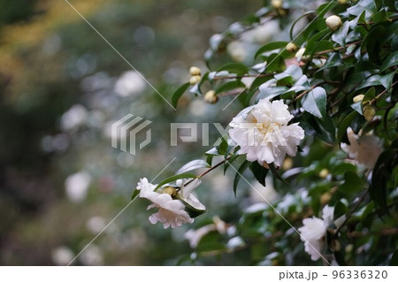 純白の山茶花の花の咲く風景(鹿島神宮) 純白の山茶花の花の咲く風景(鹿島神宮) 96336320
