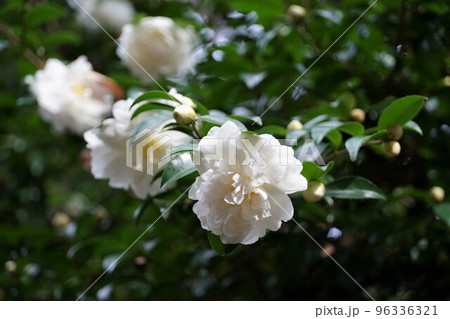 純白の山茶花の花の咲く風景(鹿島神宮) 純白の山茶花の花の咲く風景(鹿島神宮) 96336321