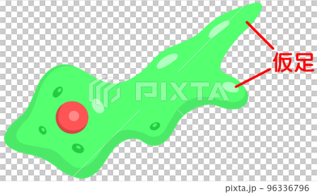 仮足 仮足 96336796