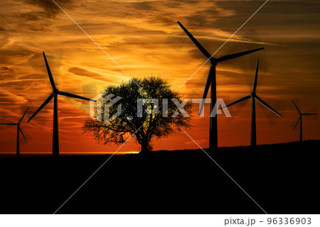 Silhouettes of Wind Turbines and a Bare Tree at Sunset 96336903