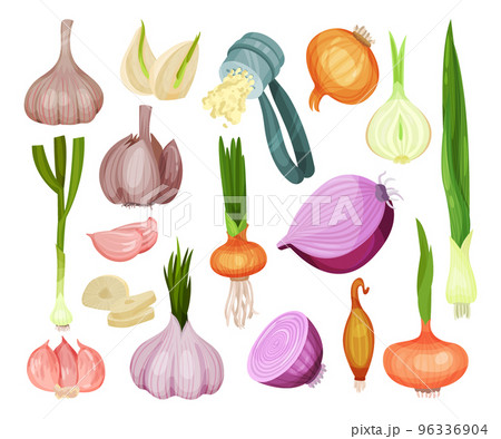 Set of onion and garlic. Fresh aromatic organic vegetables cartoon vector Set of onion and garlic. Fresh aromatic organic vegetables cartoon vector 96336904
