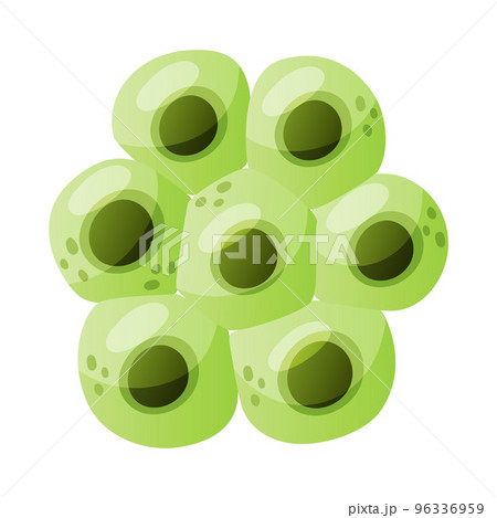 Green Eggs of Frog or Frogspawn Cluster Vector Illustration 96336959