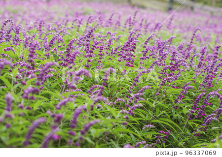 アメジストセージ 96337069