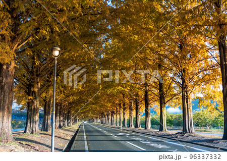 滋賀にあるメタセコイア並木　マキノ町 96337332