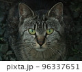 カメラ目線の猫 96337651