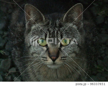 カメラ目線の猫 カメラ目線の猫 96337651