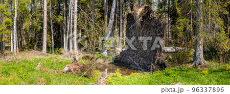 uprooted tree - the roots of an fallen spruce tree in a forest clearing uprooted tree - the roots of an fallen spruce tree in a forest clearing 96337896