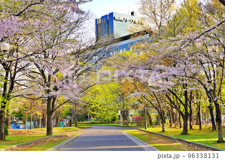 北海道札幌市 中島公園の桜並木 96338131
