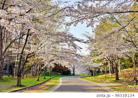 北海道札幌市 中島公園の桜並木 96338134