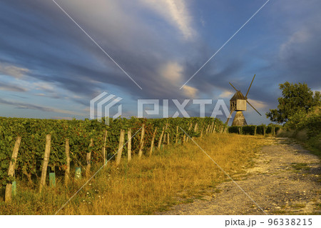 Windmill of La Tranchee and vineyard near Montsoreau, Pays de la Loire, France 96338215