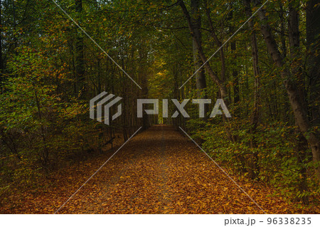 Forest trees with sidewalk of fallen leaves in the Autumn 96338235