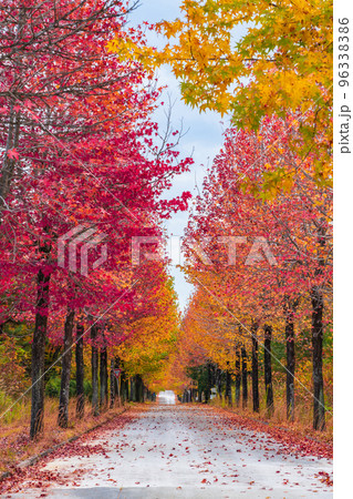 愛知県農業総合試験場、紅葉するモミジバフウ〈愛知県長久手市〉 愛知県農業総合試験場、紅葉するモミジバフウ〈愛知県長久手市〉 96338386