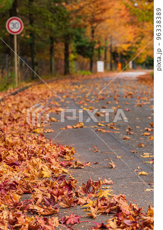 愛知県農業総合試験場、紅葉するモミジバフウ〈愛知県長久手市〉 愛知県農業総合試験場、紅葉するモミジバフウ〈愛知県長久手市〉 96338389