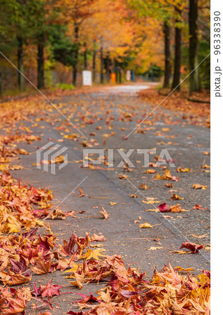 愛知県農業総合試験場、紅葉するモミジバフウ〈愛知県長久手市〉 愛知県農業総合試験場、紅葉するモミジバフウ〈愛知県長久手市〉 96338390