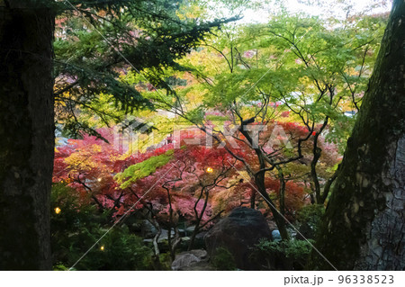 木々の間から見える紅葉のモミジ 木々の間から見える紅葉のモミジ 96338523