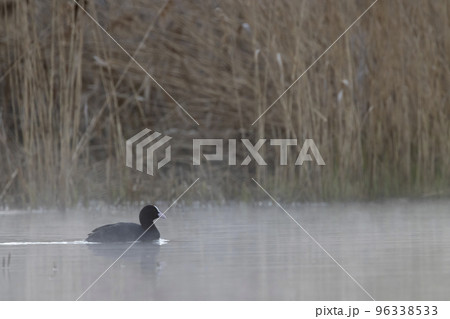 Black coot (Fulica atra, Fulica prior), Southern Bohemia, Czech Republic 96338533