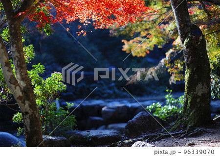 広島県　廿日市市　宮島　紅葉谷公園 96339070