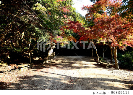 広島県 廿日市市 宮島 紅葉谷公園 広島県 廿日市市 宮島 紅葉谷公園 96339112