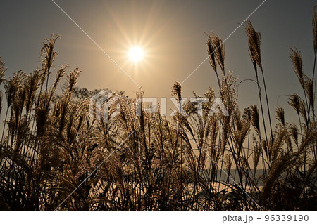 八上城からの雲海 96339190