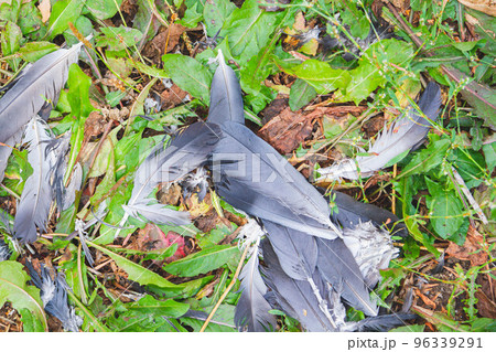 Bird feathers on grass. Remains of bird after attack. Disheveled feathers. Bird feathers on grass. Remains of bird after attack. Disheveled feathers. 96339291