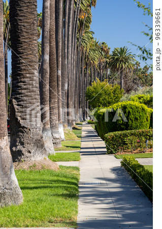 Beverly Hills street with tall palm trees 96339661