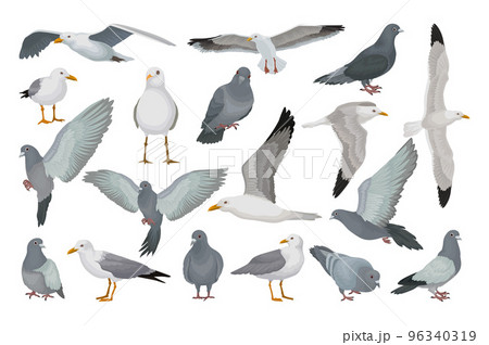 Seagulls and Pigeon Flying Bird Species with Grey Plumage and Beak Big Vector Set 96340319