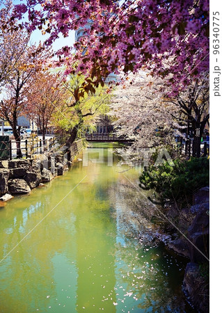 鴨々川の桜　(北海道札幌市) 96340775