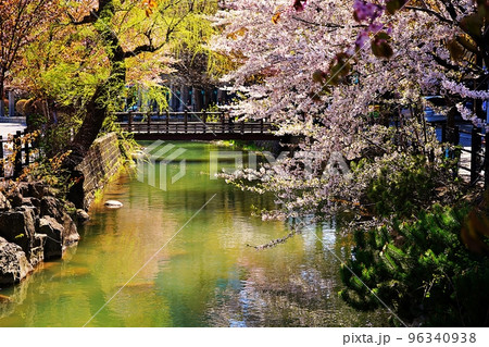 鴨々川の桜　(北海道札幌市) 96340938