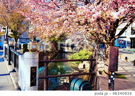 鴨々川の桜 (北海道札幌市) 鴨々川の桜 (北海道札幌市) 96340939