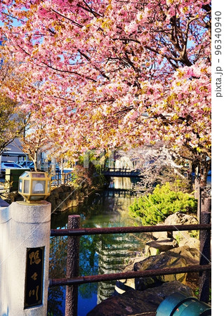 鴨々川の桜　(北海道札幌市) 96340940