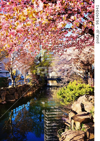 鴨々川の桜　(北海道札幌市) 96340941