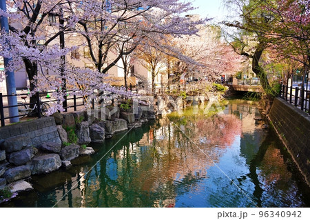 鴨々川の桜 (北海道札幌市) 鴨々川の桜 (北海道札幌市) 96340942