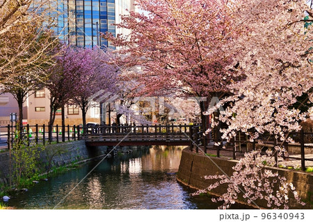 鴨々川の桜 (北海道札幌市) 鴨々川の桜 (北海道札幌市) 96340943
