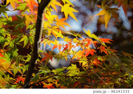 秋の京都 96341335