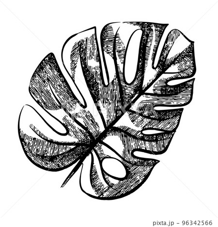 Monstera leaf crosshatch black and white sketch illustration Monstera leaf crosshatch black and white sketch illustration 96342566
