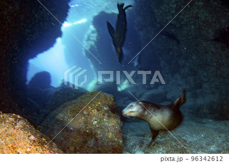 sea lion coming to you while diving galapagos 96342612