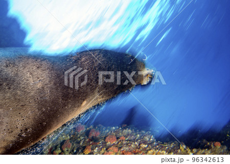 sea lion coming to you while diving galapagos 96342613