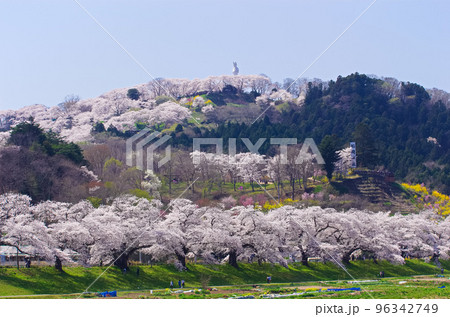白石川堤一目千本桜と船岡城址公園【宮城県柴田郡】 白石川堤一目千本桜と船岡城址公園【宮城県柴田郡】 96342749