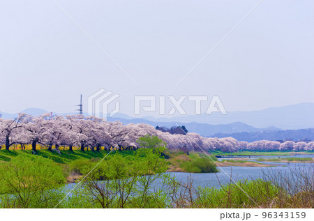 白石川と白石川堤一目千本桜(宮城県大河原町) 白石川と白石川堤一目千本桜(宮城県大河原町) 96343159