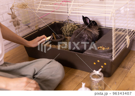 Black little rabbit is shedding. Girl combs his fur with special comb close-up. Care of pets concept 96343407
