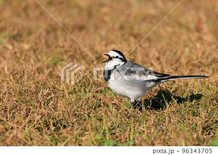 さえずるハクセキレイ 96343705