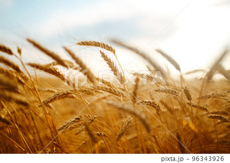 Amazing agriculture sunset landscape.Growth nature harvest. Wheat field natural product. Amazing agriculture sunset landscape.Growth nature harvest. Wheat field natural product. 96343926