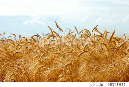 Backdrop of ripening ears of yellow wheat field on the sunset orange sky background. Idea of a rich harvest. 96343935