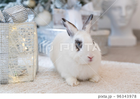 White rabbit with a gift under the tree as a symbol of the new year 2023. White rabbit with a gift under the tree as a symbol of the new year 2023. 96343978
